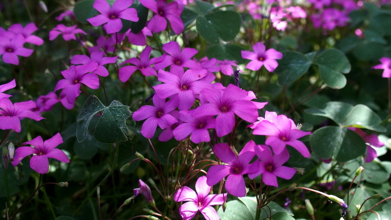 Oxalis articulata